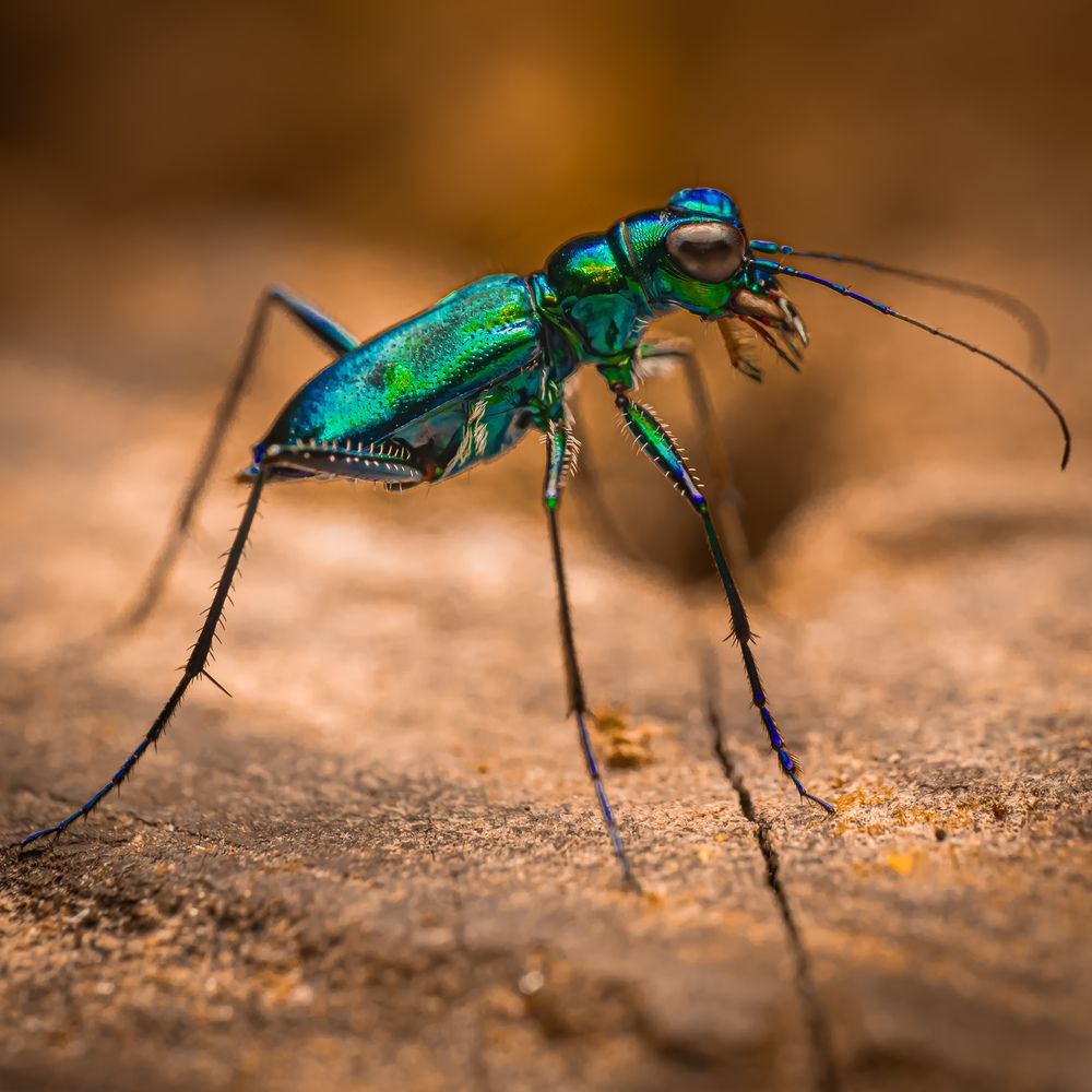 Фотография автора Tiger King