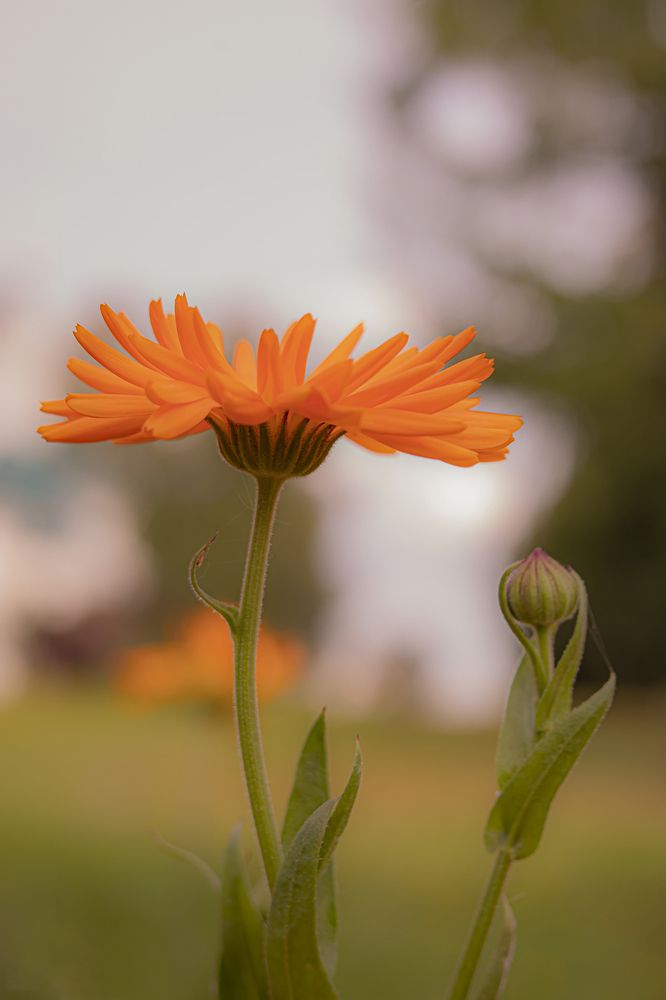 Photograph by Бурикова Екатерина