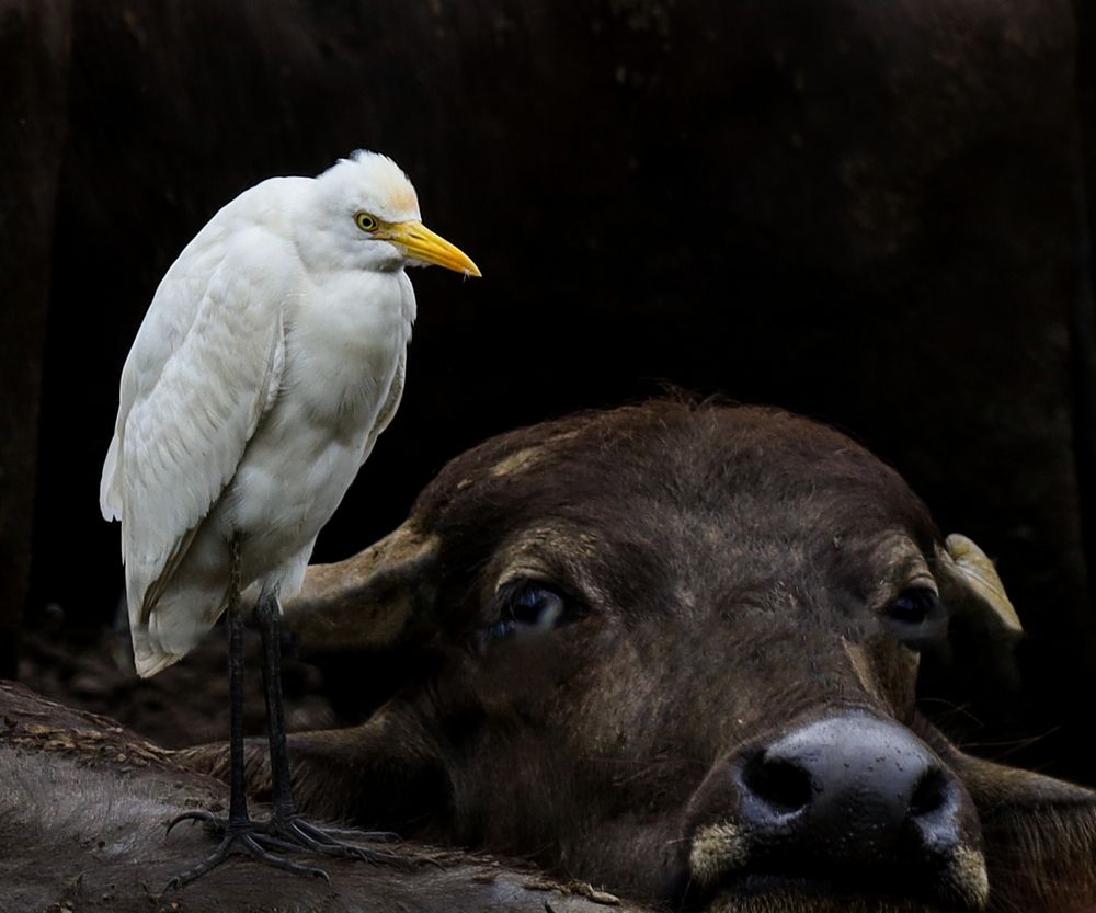 "Symbiosis in the Wild"
