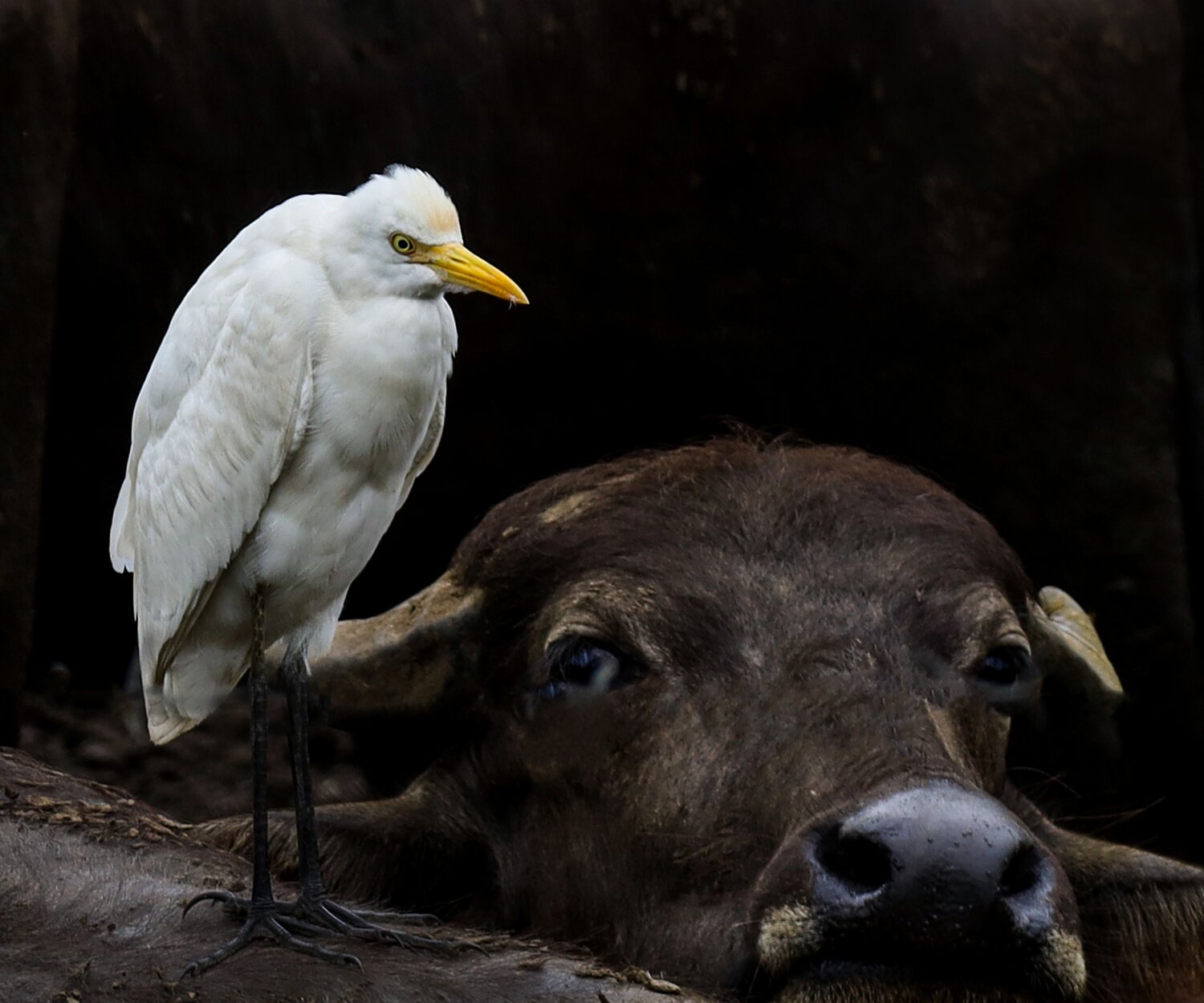 "Symbiosis in the Wild"