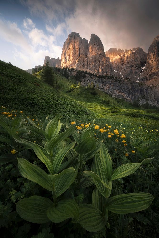 Flowery Dolomites