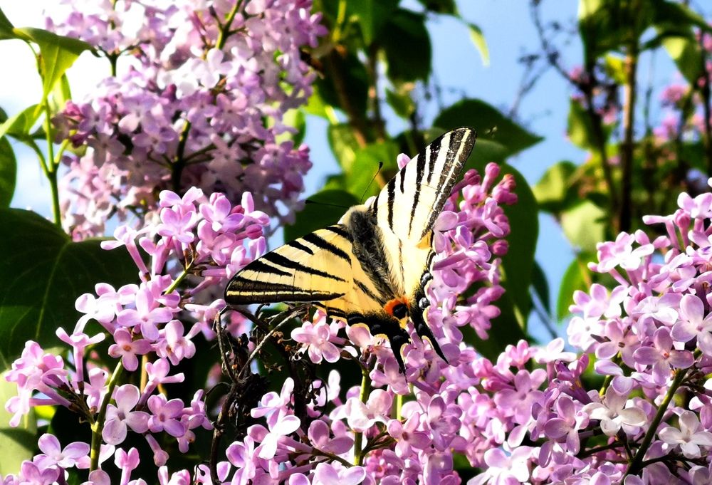 Photograph by Ольга Попченко