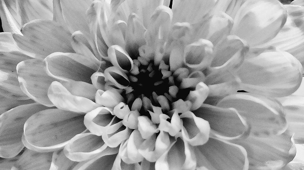 Фотография автора Ману Фалько