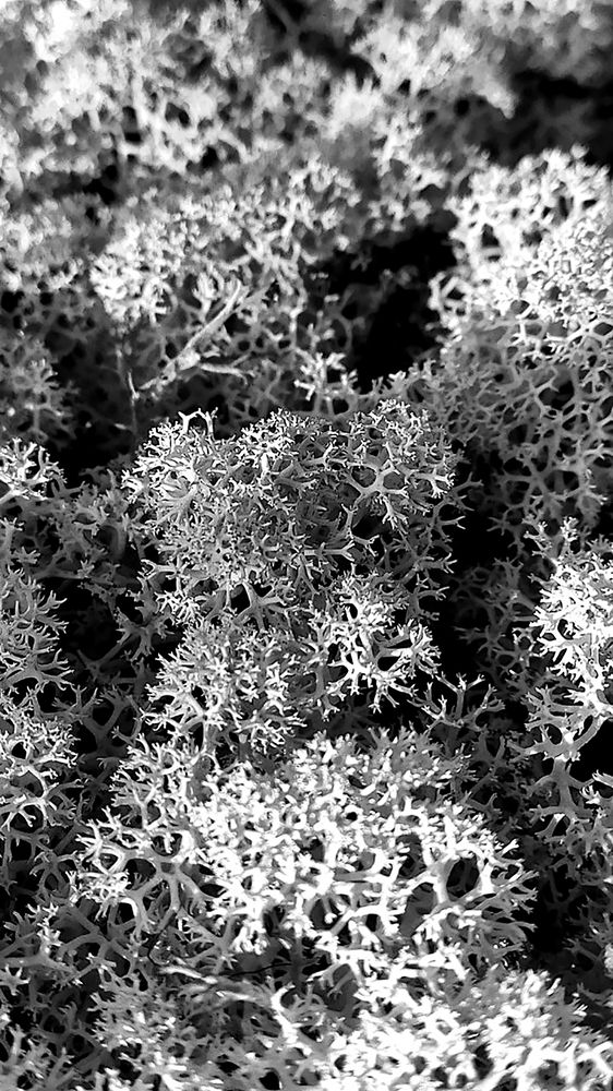 Фотография автора Ману Фалько