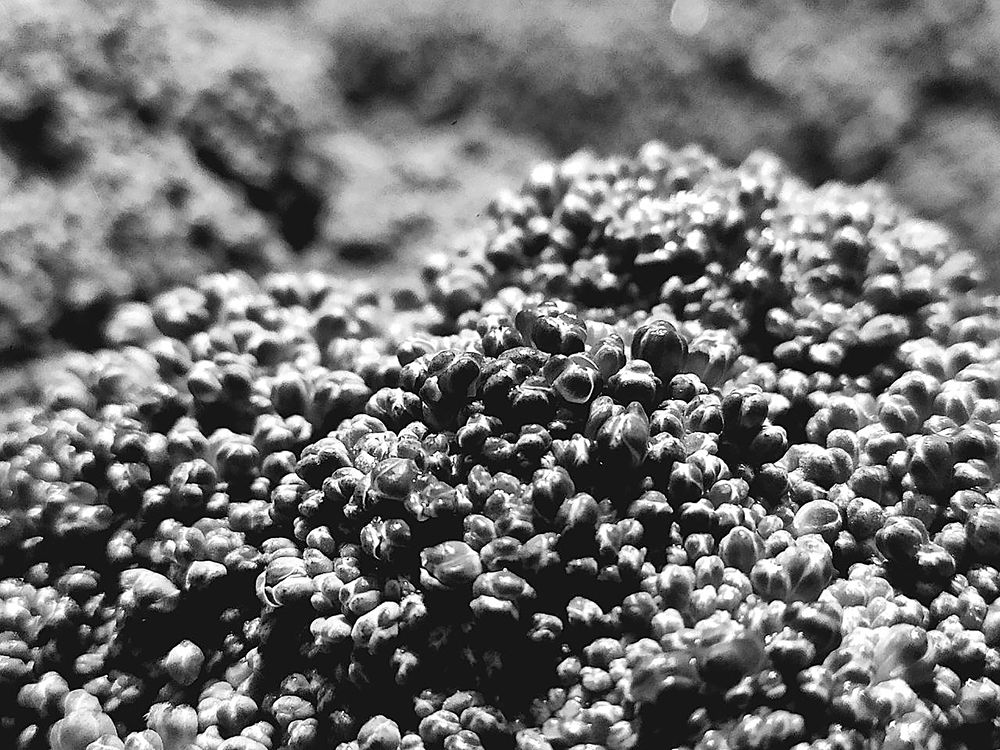 Фотография автора Ману Фалько