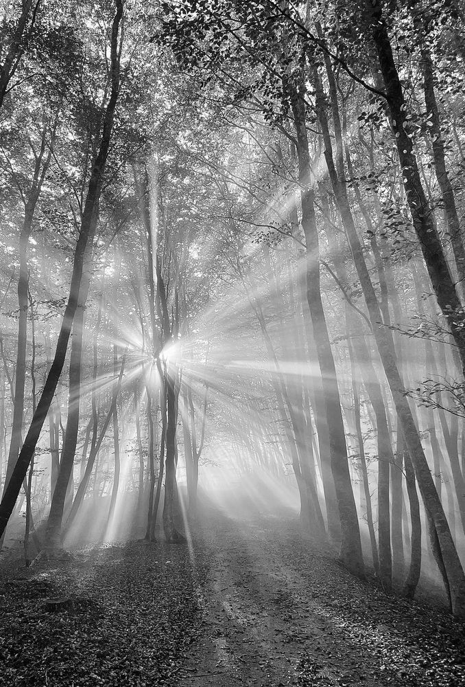 Свет в конце тумана