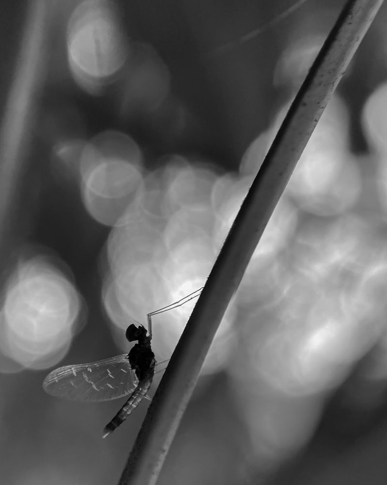 Mayfly