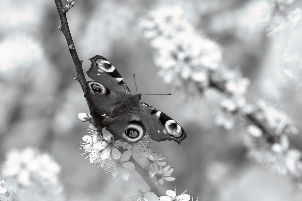 Photograph by wendy vanhoudt