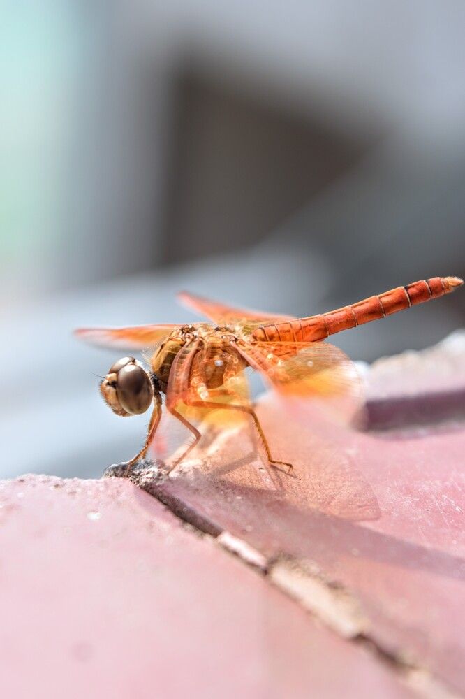 Фотография автора Sheuli Akther