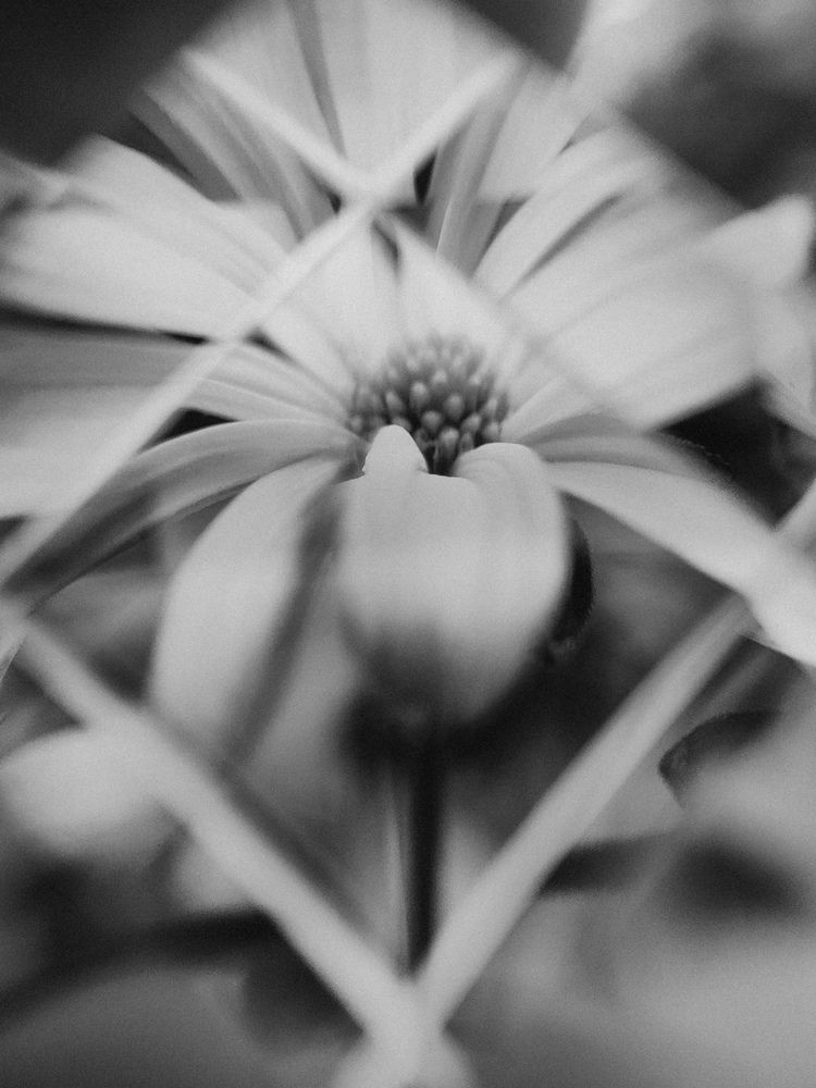 Фотография автора Алиса Исаева