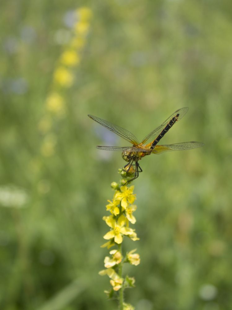 Фотография автора Дарья Рогозина