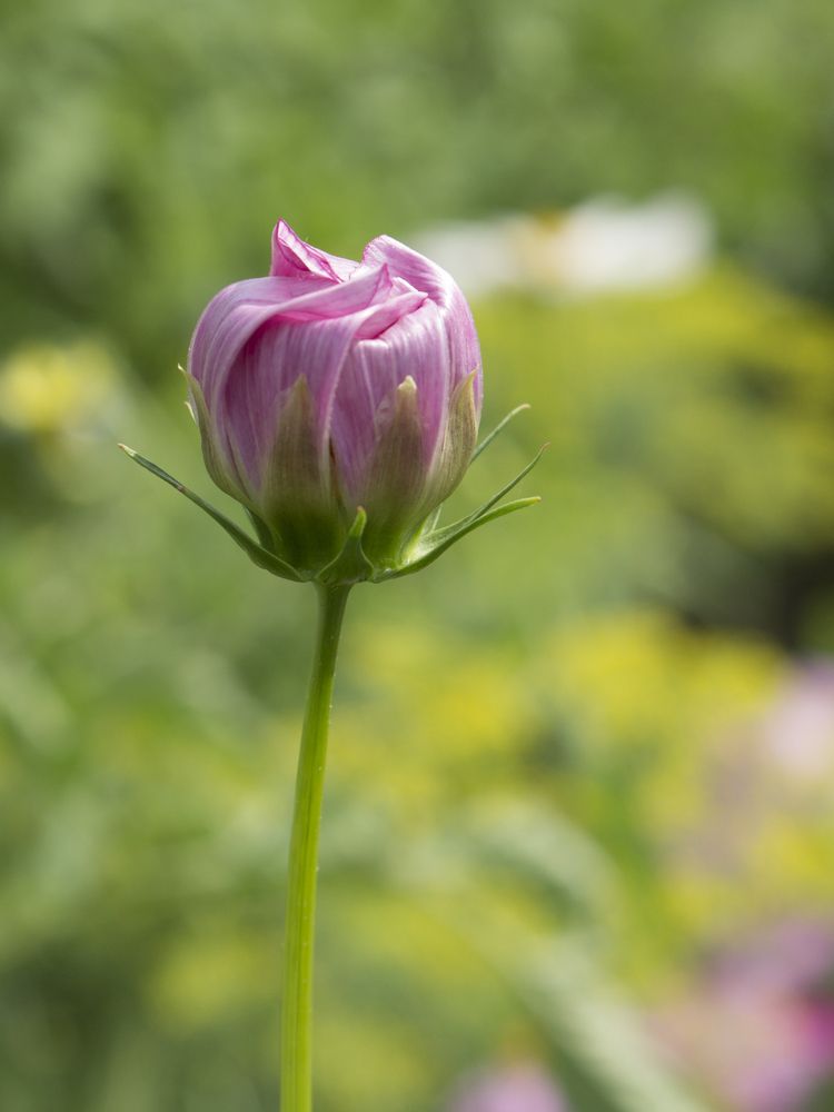 Фотография автора Дарья Рогозина