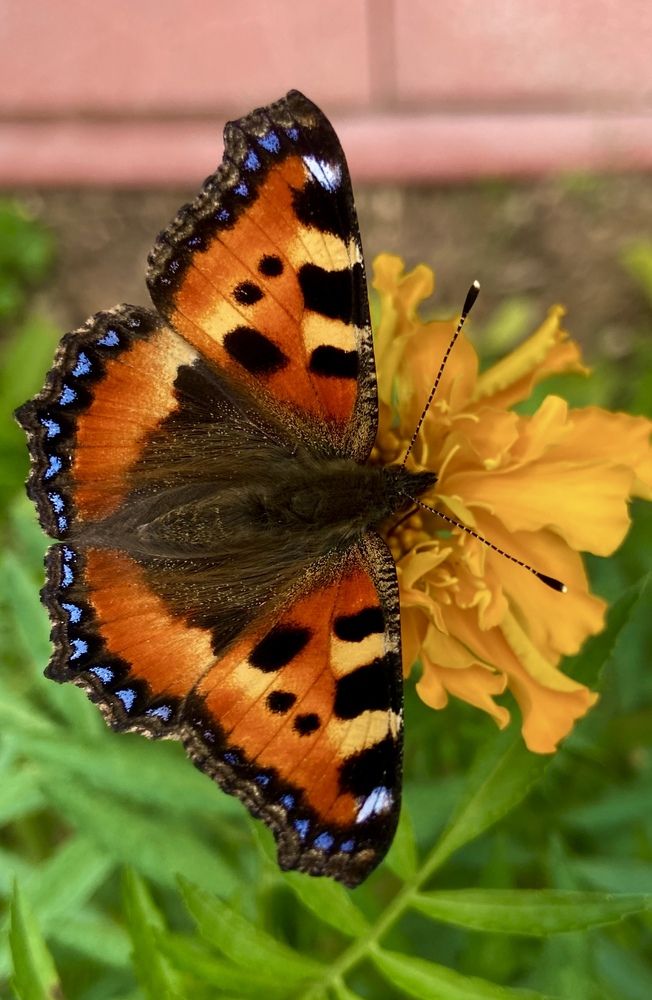 Photograph by Ирина Швейнова