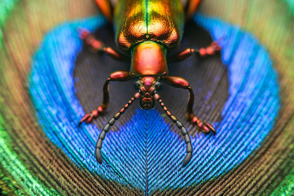 Фотография автора Ammar Alsayed Ahmed