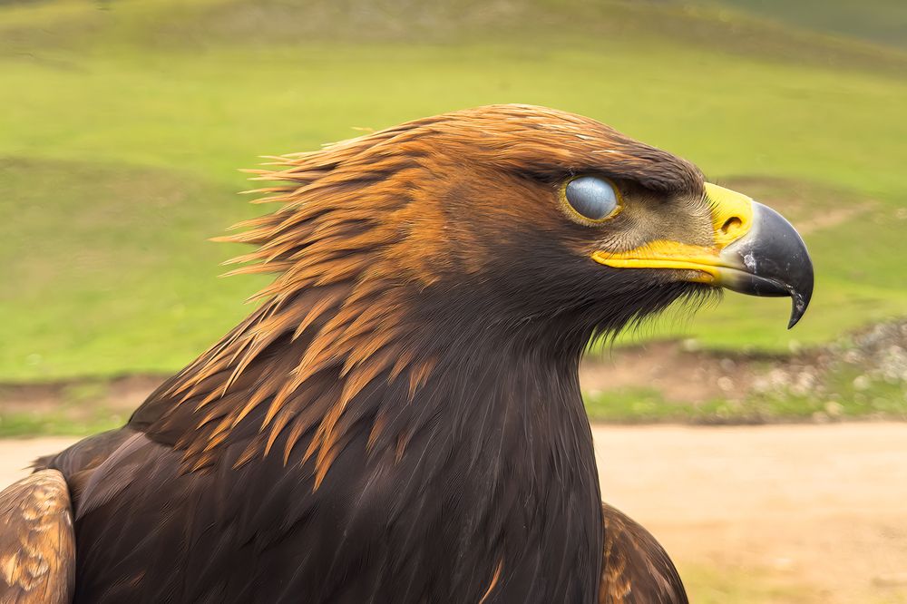 Фотография автора Ammar Alsayed Ahmed