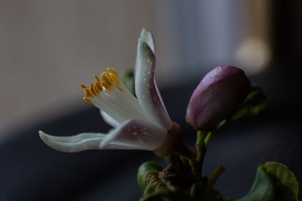 Photograph by Antonio Cascales