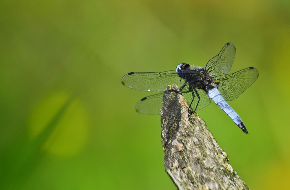 Фотография автора Антип
