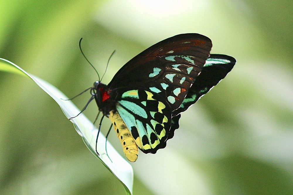 Фотография автора Леонид Голубков
