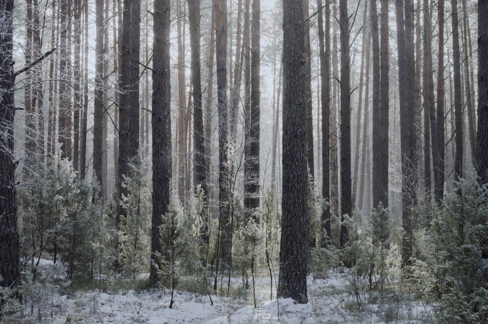 Photograph by Елена Кошелева