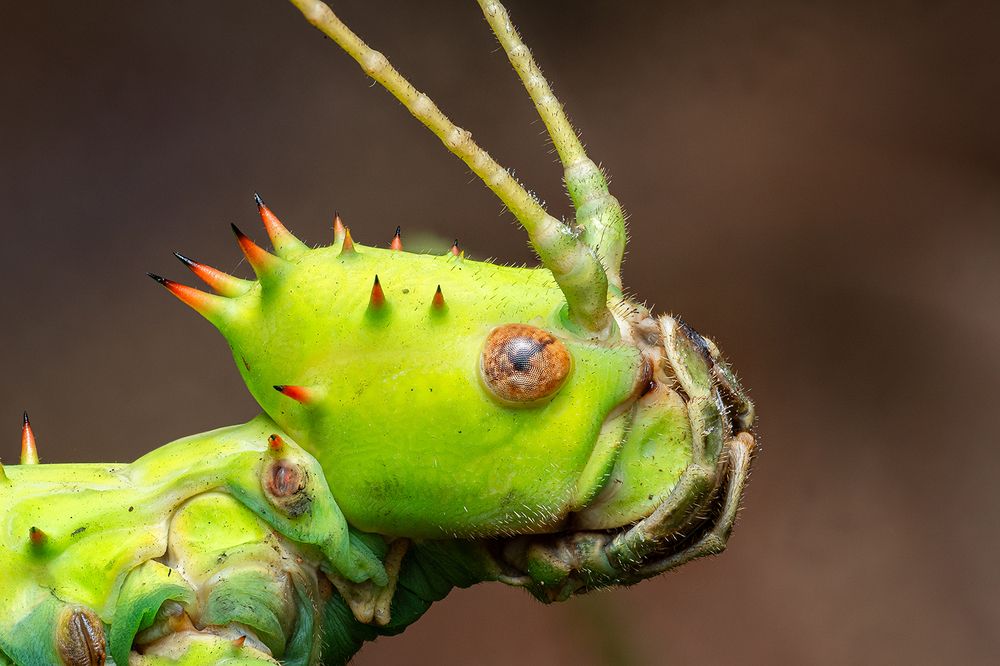 Фотография автора Ammar Alsayed Ahmed