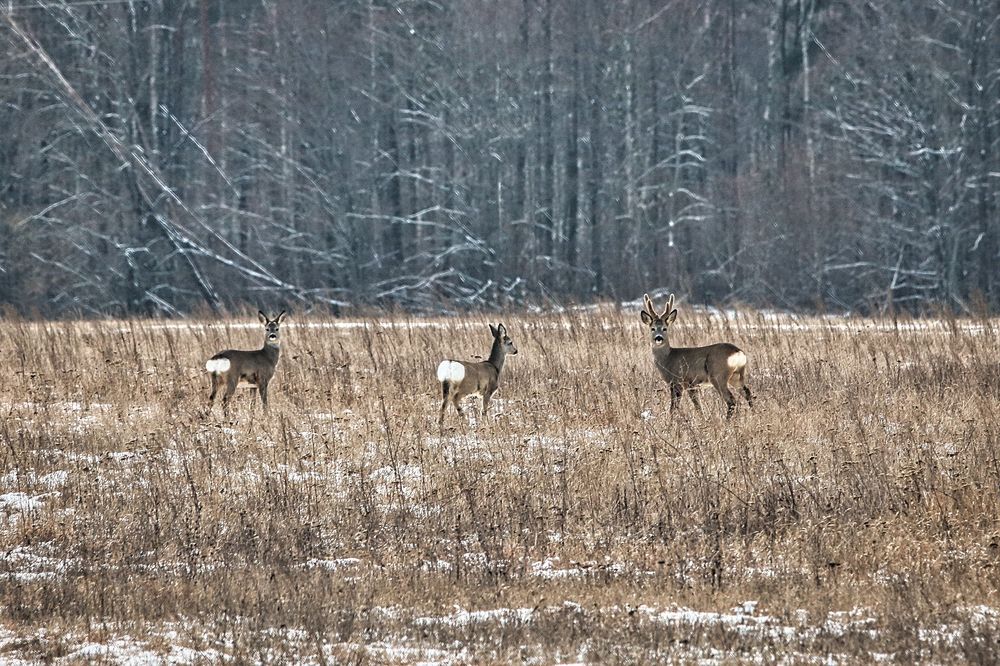 Photograph by Александр Лемешков
