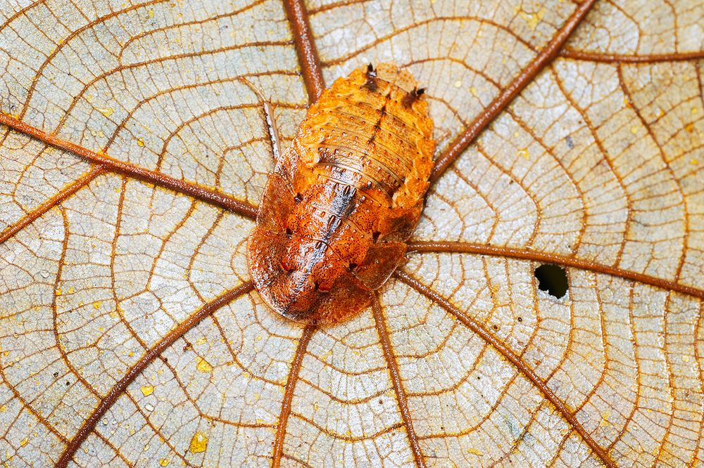 Фотография автора Ammar Alsayed Ahmed