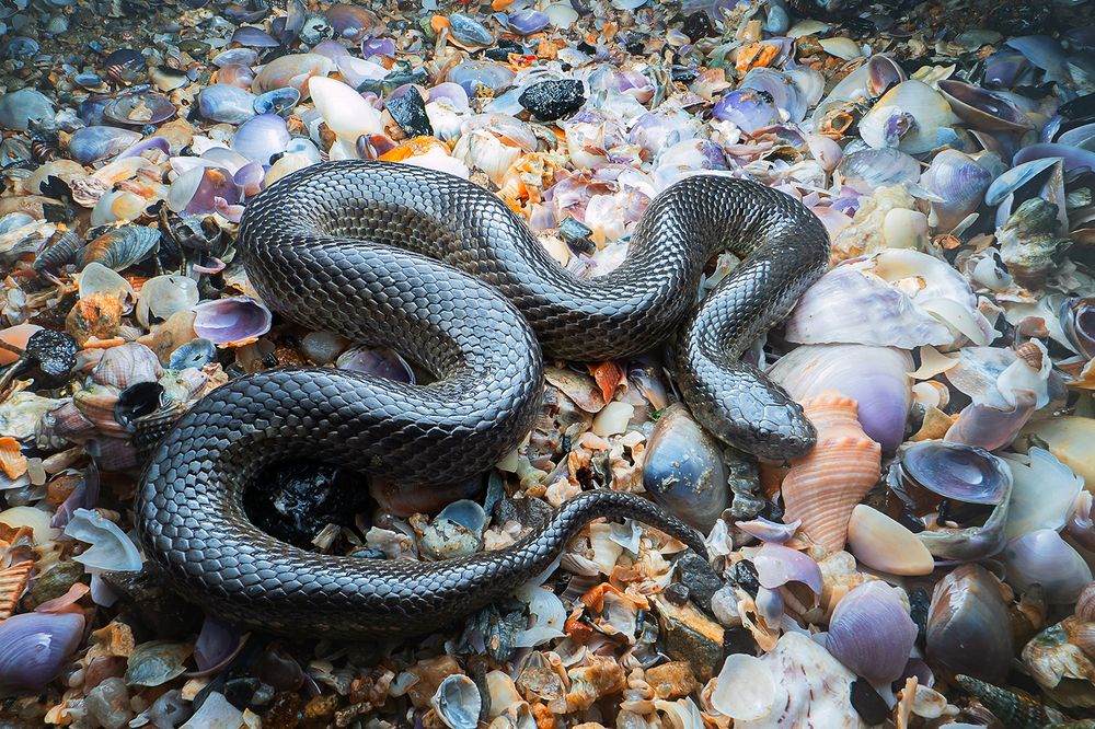 Фотография автора Ammar Alsayed Ahmed