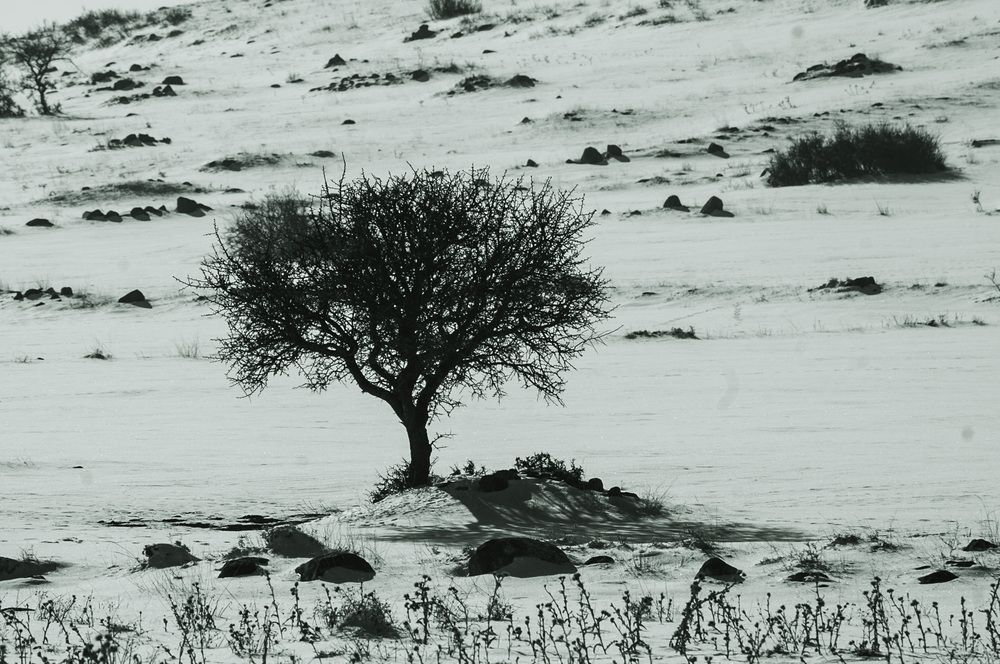 Photograph by DAMOUN POURNEMATI