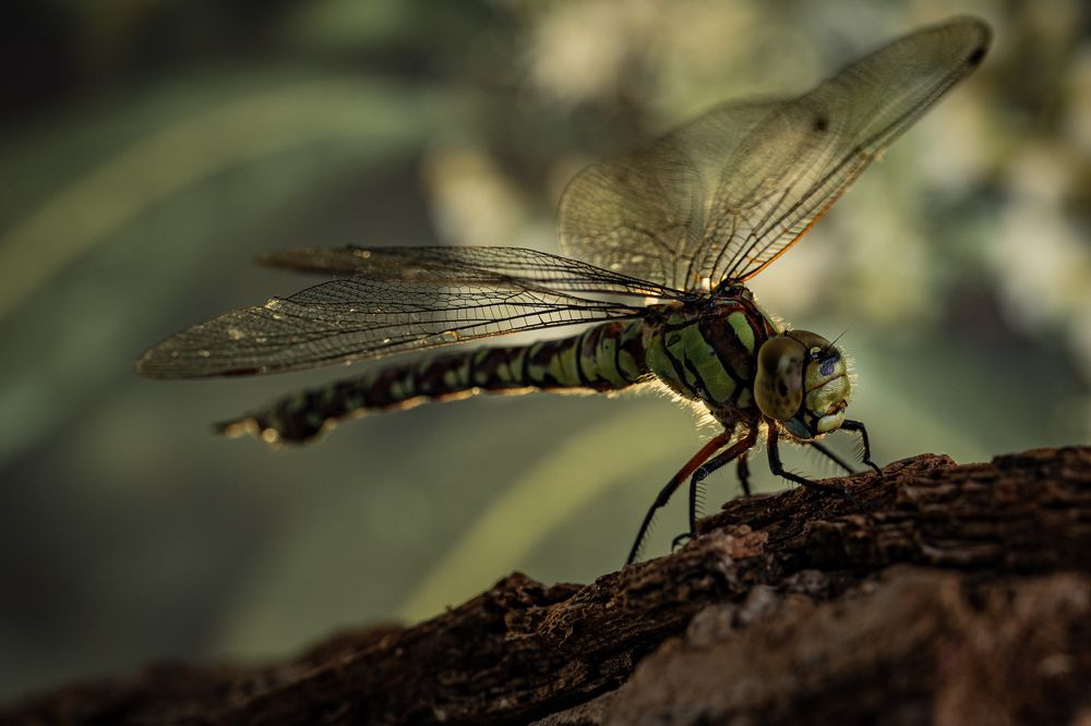 Photograph by Ed Simon