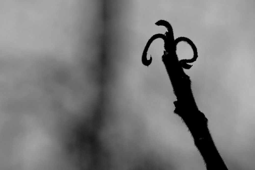 Photograph by Александр Курлович
