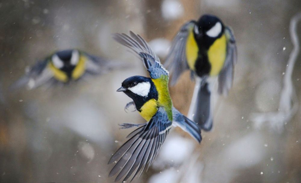 Photograph by Элина Абакумова