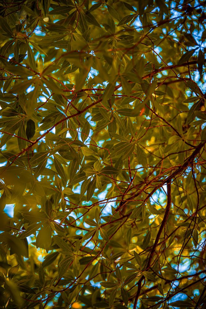 Golden veins
