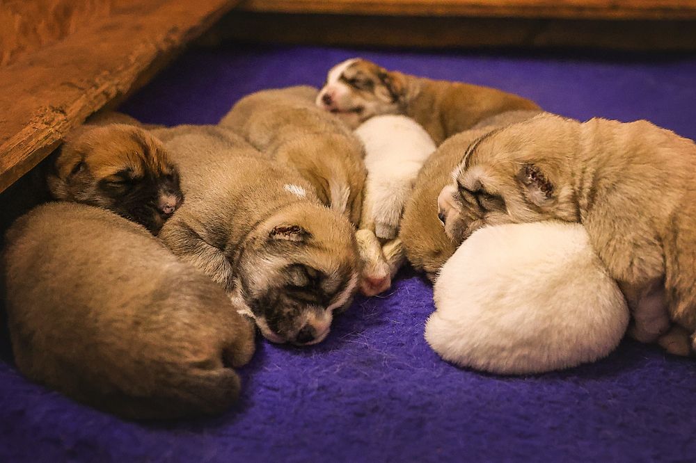 Фотография автора Анна Абрамова