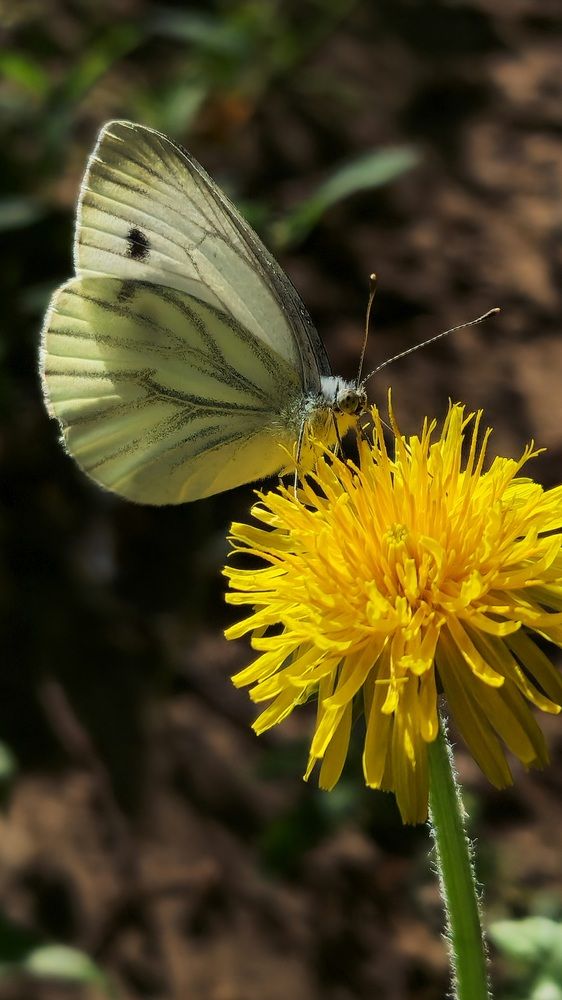 Фотография автора Ольга Быстрова