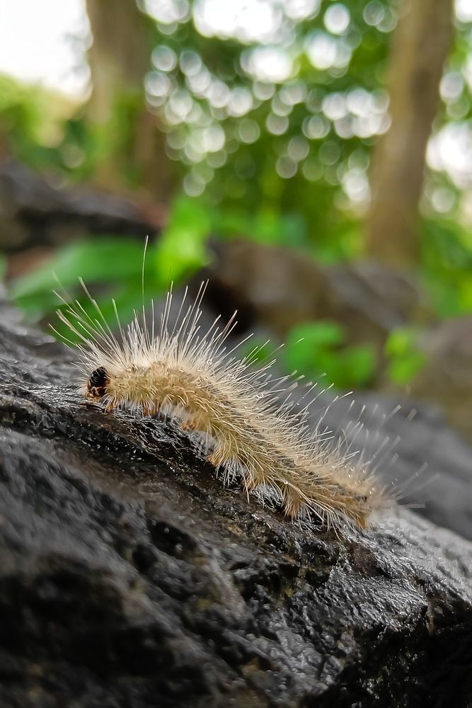 Photograph by Monoj Kumar Das