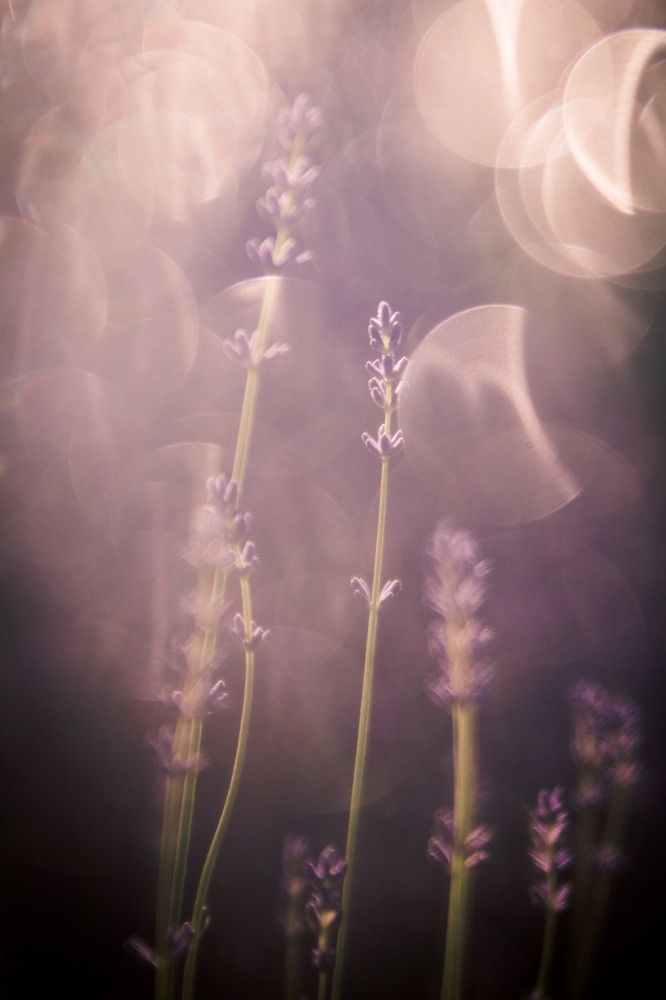 Photograph by Катя Цвет