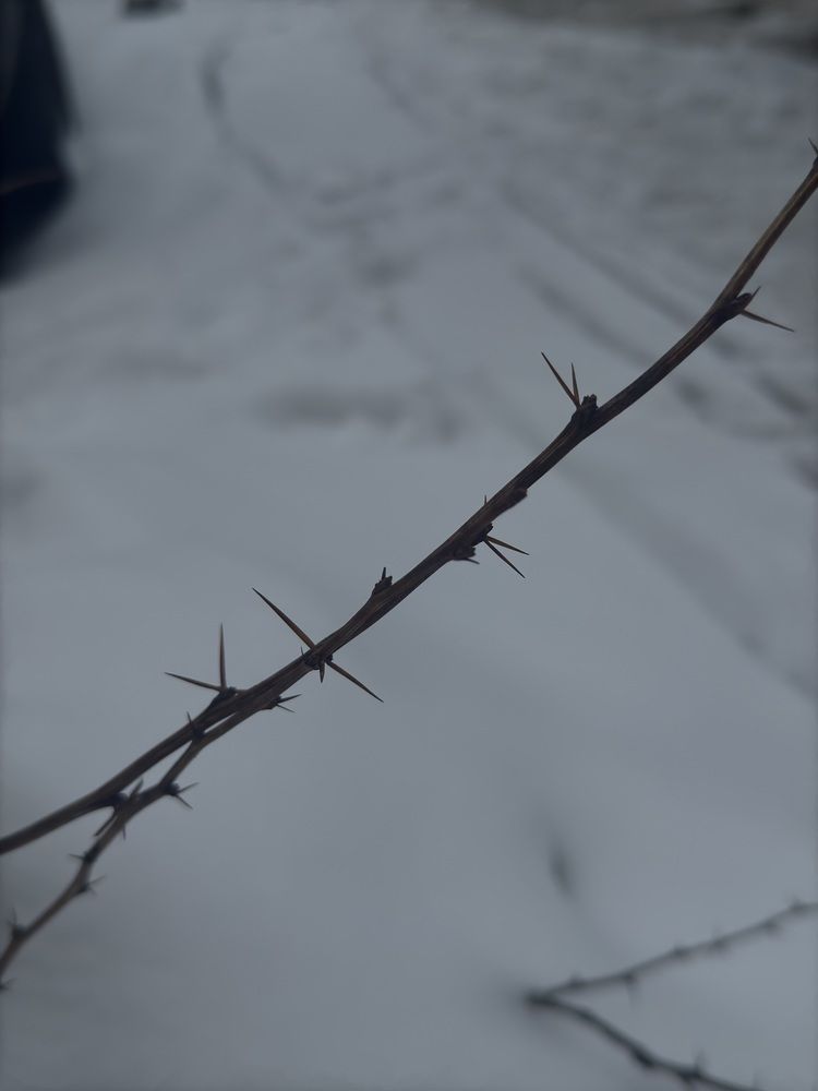 Photograph by Лилия Нуриева