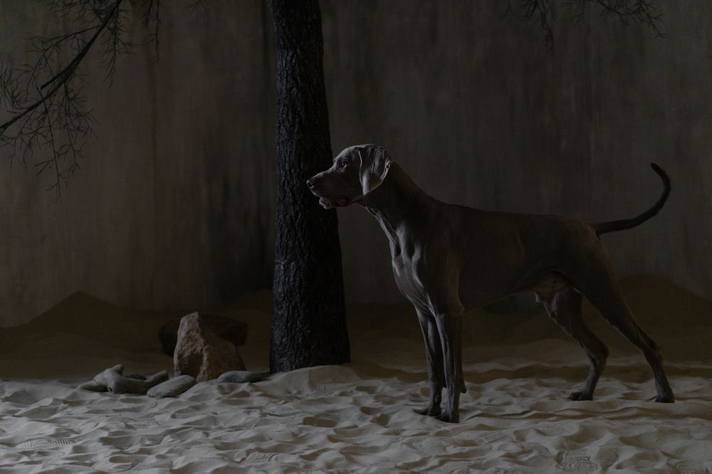 Лунное сияние