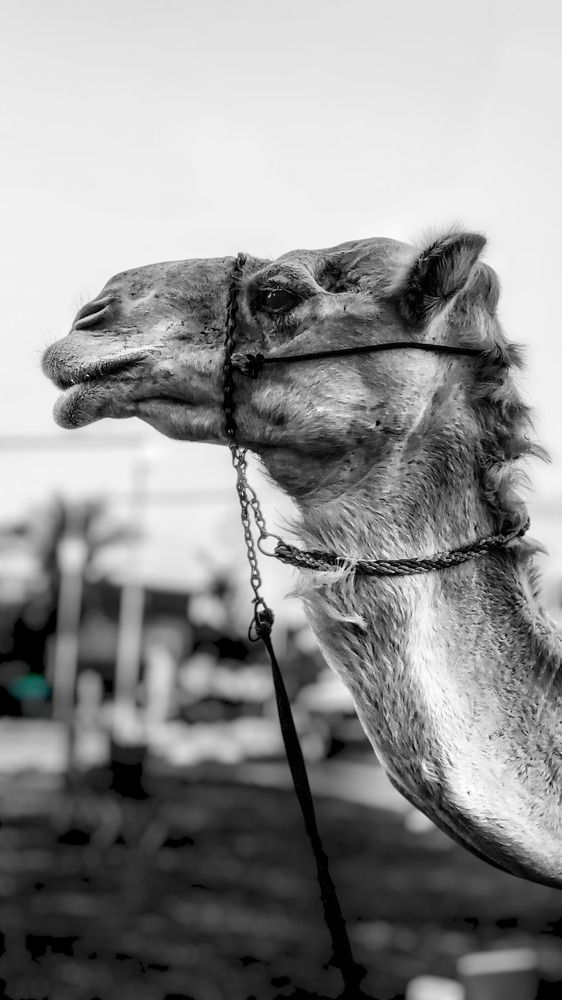 Photograph by حنان همام أحمد عبد الرحمن