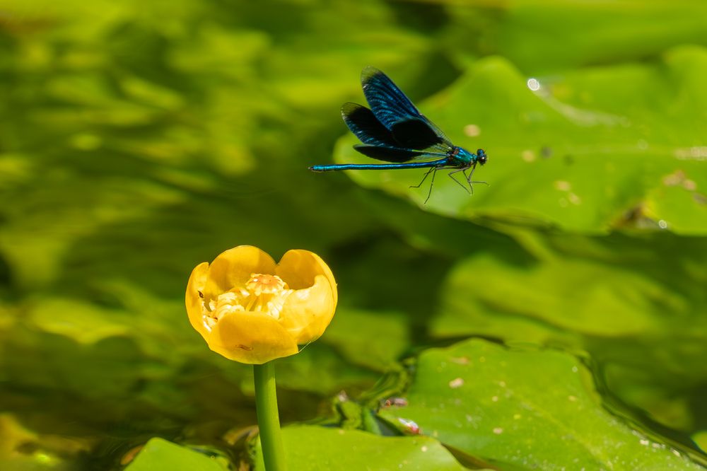 Photograph by Юлия Яковлева