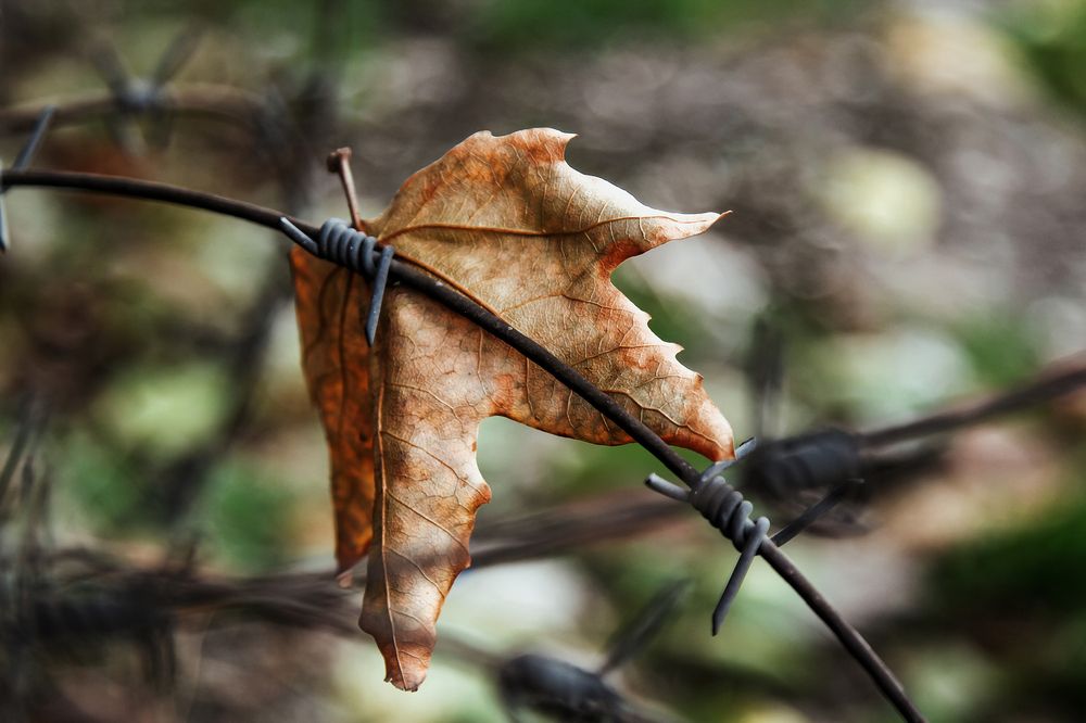 Photograph by Reyhane ajorloo