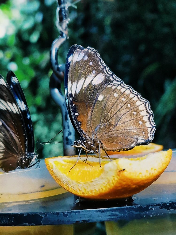 Photograph by Robert Suditu