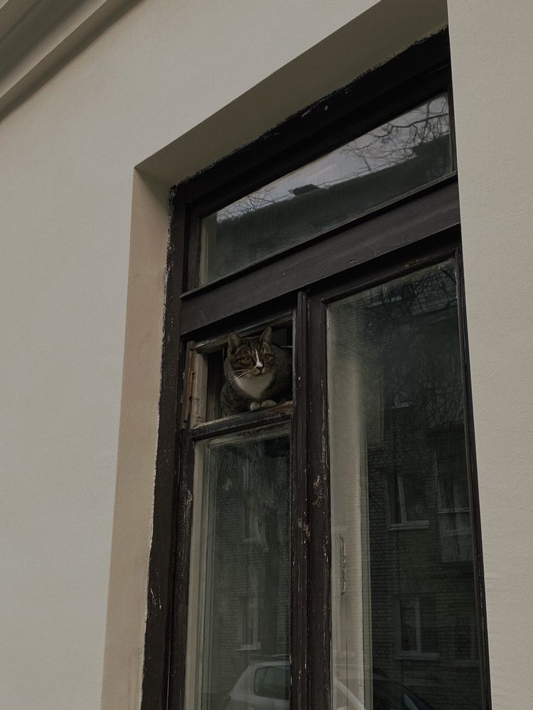 Фотография автора Анастасия Мешкова