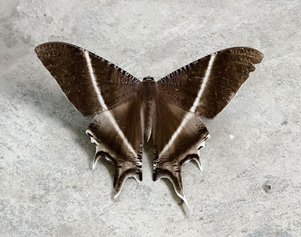 Фотография автора Светлана Зимина