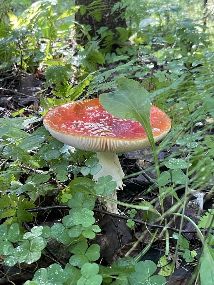 Фотография автора Ирина Гриднева