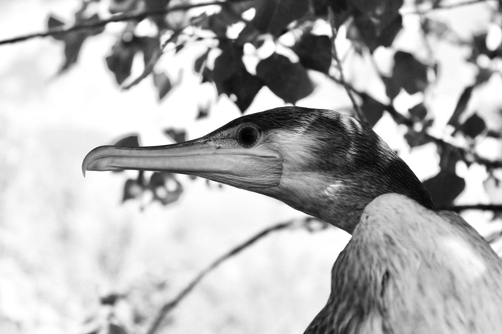 Фотография автора Елена Чиликина