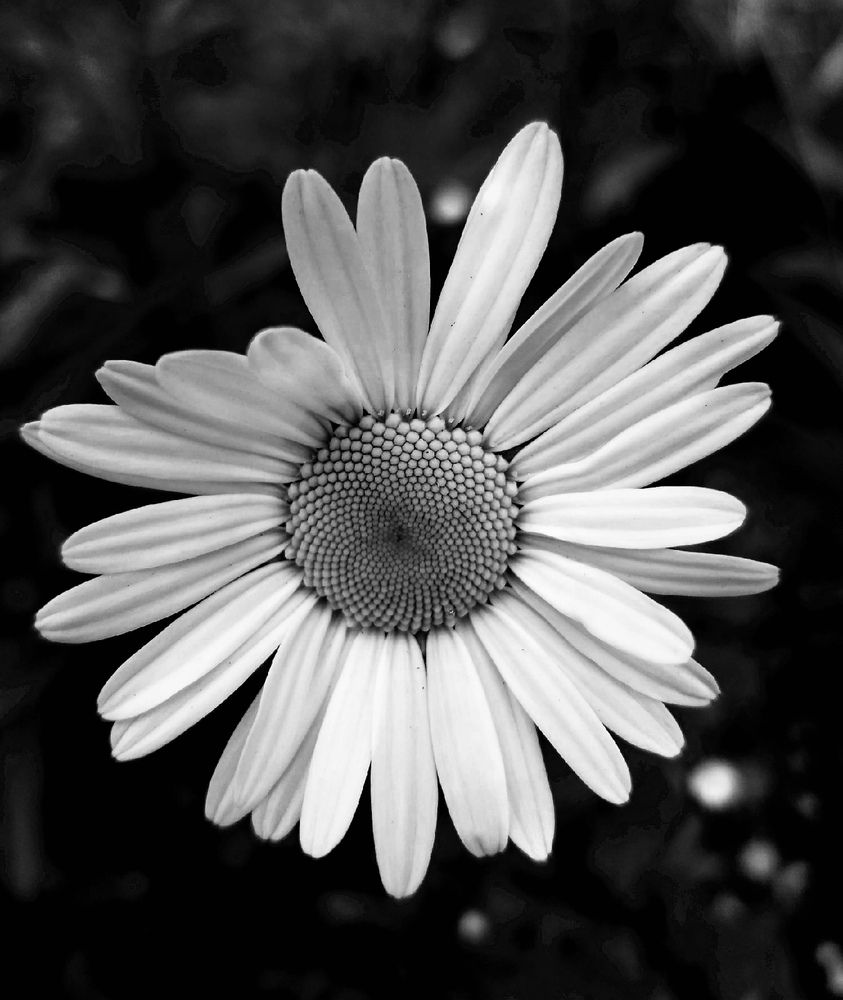 Фотография автора Елена Чиликина