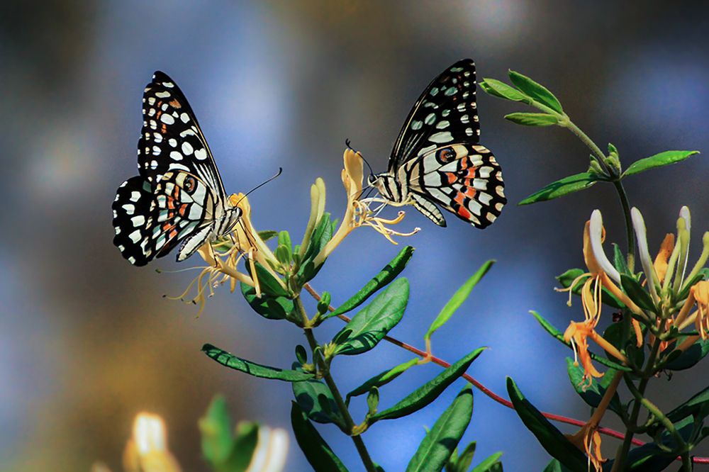 Photograph by hasan sorena jouri