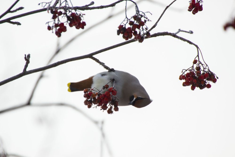Прилетели свиристели