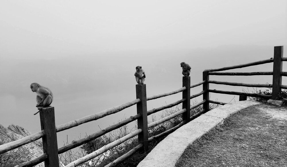 Photograph by G GOVIL